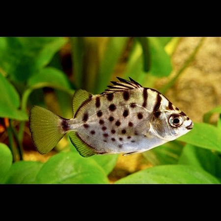 Scatoph.argus   Groene argus SM